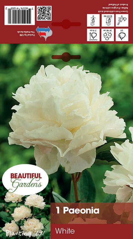 Festiva Maxima | Stuifbergen Flowerbulbs Export B.V.