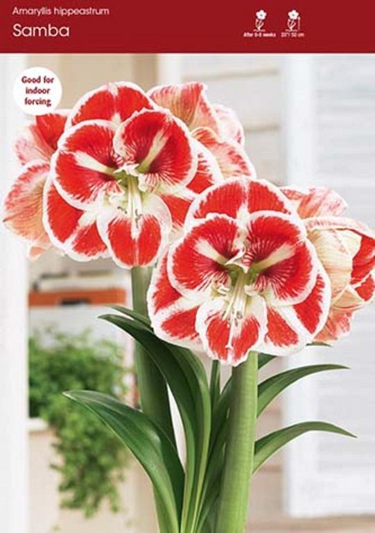 Samba (D) | Stuifbergen Flowerbulbs Export B.V.