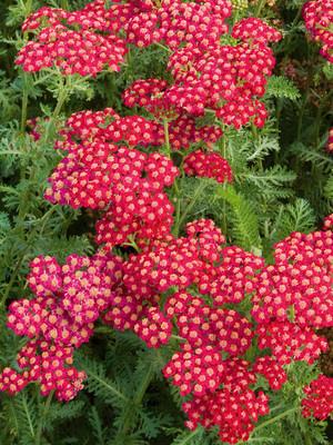 Red Velvet (x 25) | Stuifbergen Flowerbulbs Export B.V.