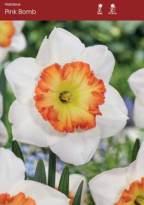 narcissusページ Narcissus, Daffodil Trumpet 'Akita' | Gertens Garden Center