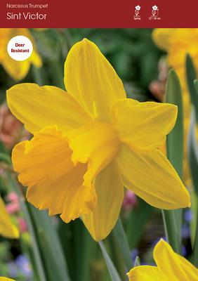 Narcissus Yazz | Van Engelen Wholesale Flower Bulbs