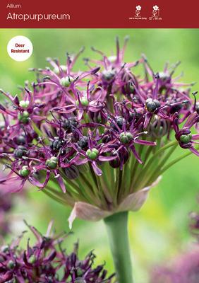 Allium | Stuifbergen Flowerbulbs Export B.V.