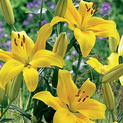 County Yellow