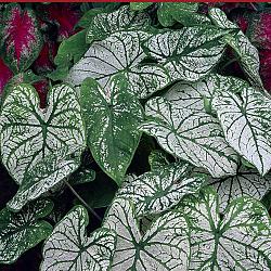 Candidum