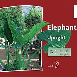 Alocasia