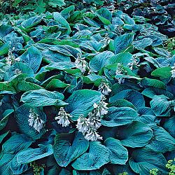 Bressingham Blue