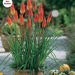 Red Hot Poker
