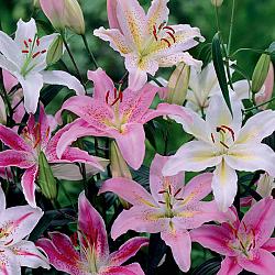 Assortment Oriental Lilies