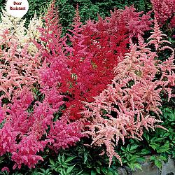 Mixed Astilbe