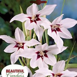 Murielae