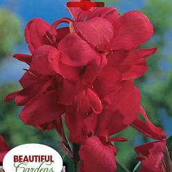 Crimson Beauty