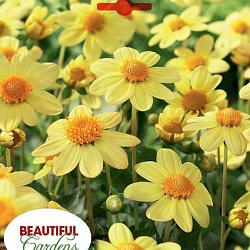 Topmix Yellow
