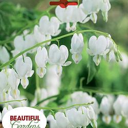 Spectabilis Alba