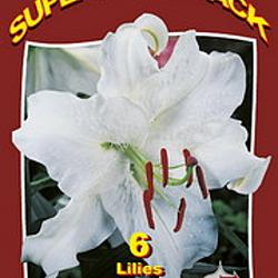 Lilium Oriental Casa Blanca 20x6