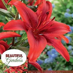 County Red