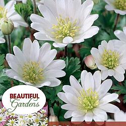 White Splendour