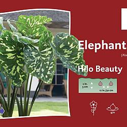 Hilo Beauty