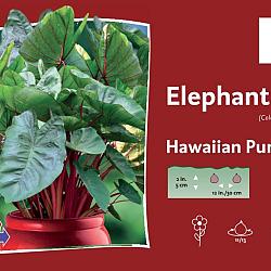 Hawaiian Punch