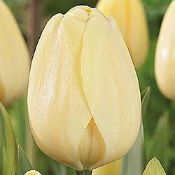 Ivory Floradale