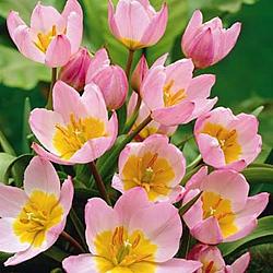 Bakeri Lilac Wonder