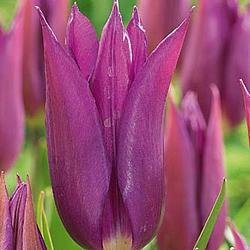 Purple Dream