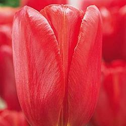Sky High Scarlet