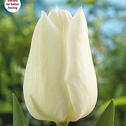 White Marvel