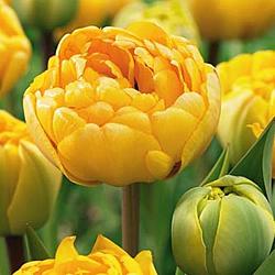 Yellow Pompenette