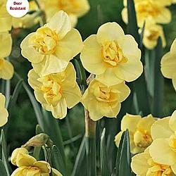 Yellow Cheerfulness