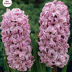 Splendid Cornelia