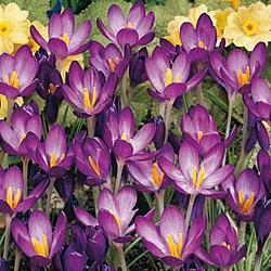 Whitewell Purple