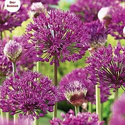 Purple Sensation