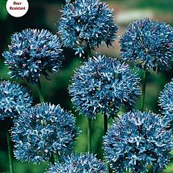 caeruleum (Azureum)