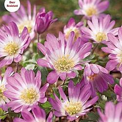 Pink Star