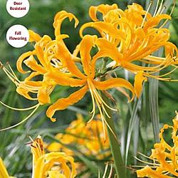 Yellow Spider