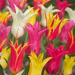 Lily Flower Mixed