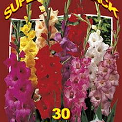 Gladiolus Mix 15x30