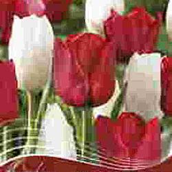 My Funny Valentine