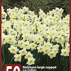 Ice Follies 10x50