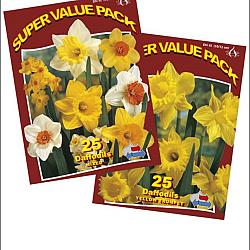 Assorted Daffodils 2x5x25