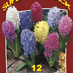 Hyacinths Mixed 20x12