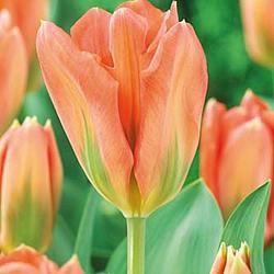 Apricot Emperor