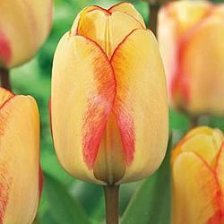 Beauty of Spring