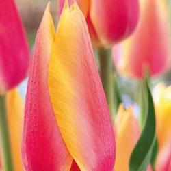 Blushing Beauty