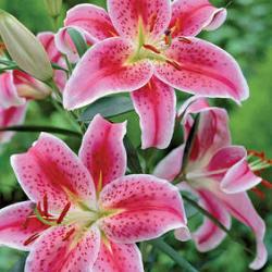 Stargazer