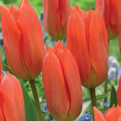Orange Brilliant