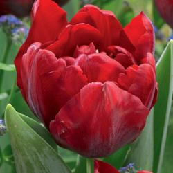 Scarlet Verona