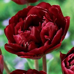 Cranberry Kiss