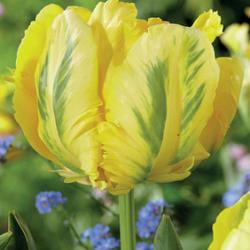 Yellow Madonna