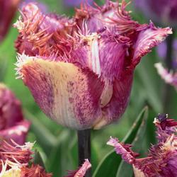 Colour Fusion